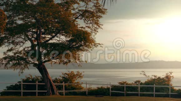 树立俯瞰大海的树和白色尖桩篱笆视频的预览图