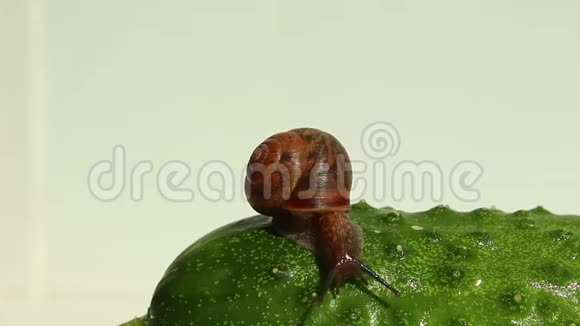 蜗牛爬过黄瓜视频的预览图