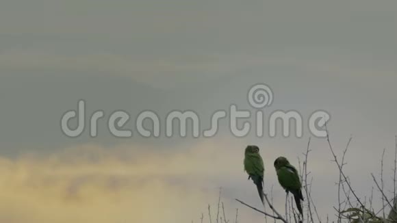 黄昏时分一对野生鹦鹉栖息在哥斯达黎加的一棵树上视频的预览图