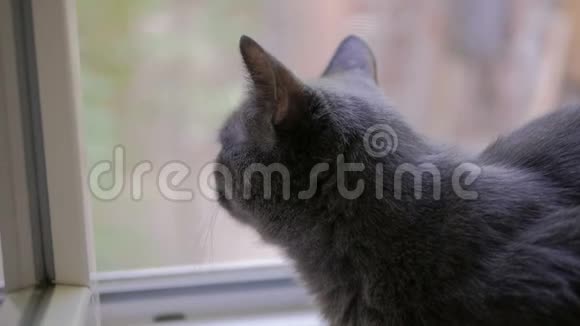 在窗口的俄罗斯蓝边猫视频的预览图