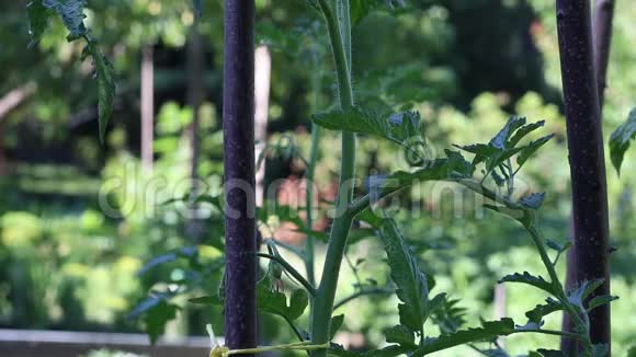 用手把番茄植物绑在花园的柱子上视频的预览图