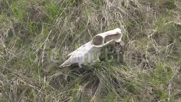 草地上一只大动物的头骨视频的预览图
