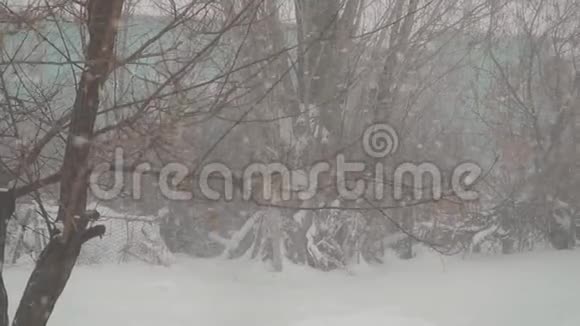 雪慢慢地落在树的背景上视频的预览图