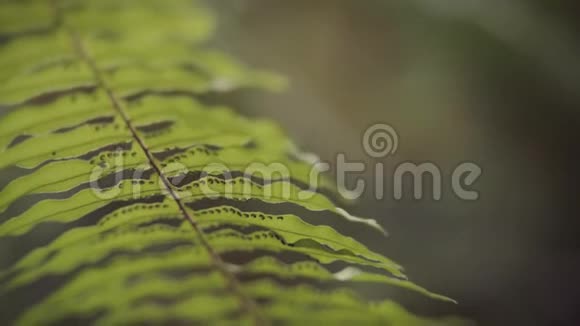 热带植物叶子的特写视频的预览图