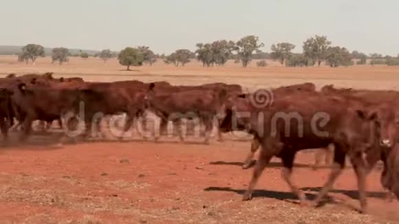 干旱期间一群好奇的小牛在一个尘土飞扬的农村农场靠近澳大利亚的干旱视频的预览图
