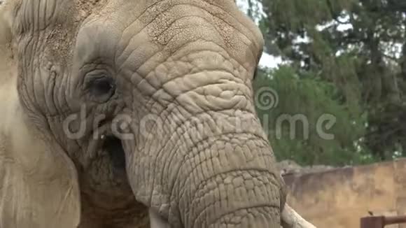 非洲灌木象非洲罗霍顿视频的预览图