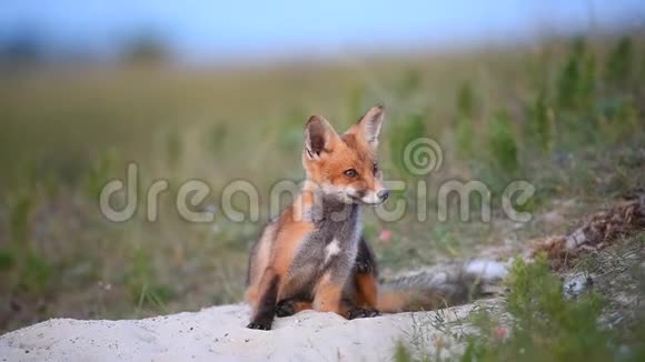 小红狐狸坐在他们的洞穴附近视频的预览图