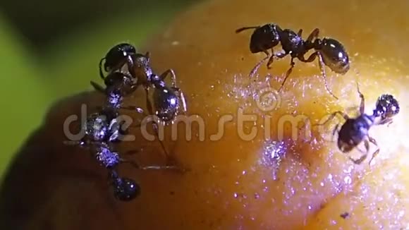 杏子上的蚂蚁视频的预览图
