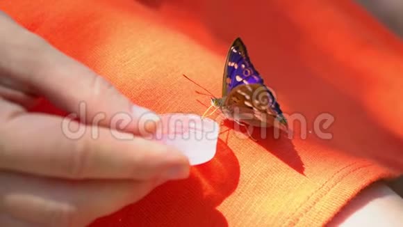 蝴蝶从雌性手中喝水一只蝴蝶坐在女孩腿上视频的预览图