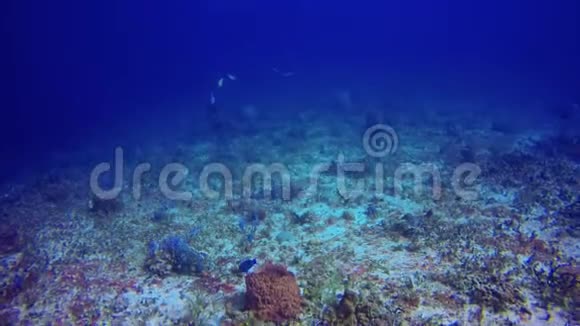 科祖梅尔海岸附近的一个珊瑚礁附近有潜水者视频的预览图