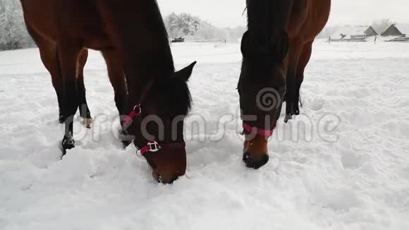 两匹马在雪地草地上视频的预览图