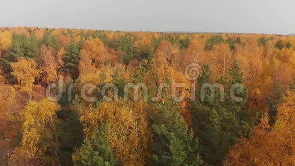 有落叶和针叶树的美丽秋林上方的人行道移动视频的预览图