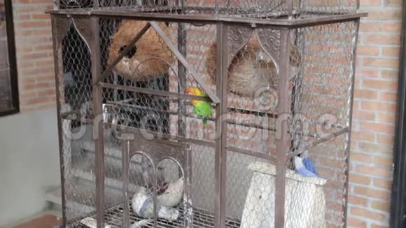 百格瑞格宠物在鸟笼里视频的预览图