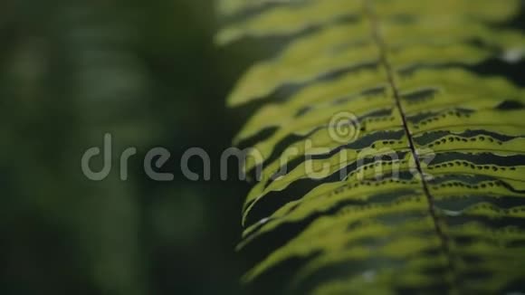热带植物叶子的特写视频的预览图