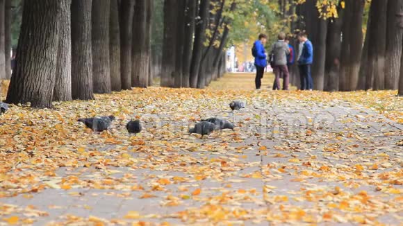 秋天公园里五颜六色的金色小巷铺路板上的鸽子一群朋友落叶在模糊的背景上视频的预览图