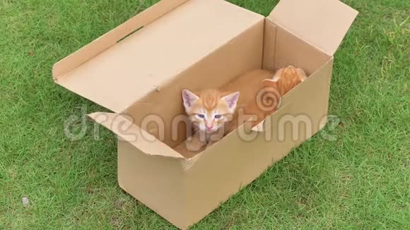草地上两只可爱的生姜小猫在盒子里一只在睡觉一只在看相机可爱的宠物4k镜头慢动作视频的预览图