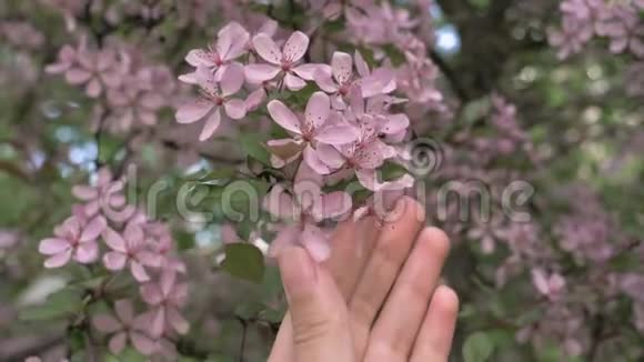 少女手触抚树上盛开的粉色花朵视频的预览图