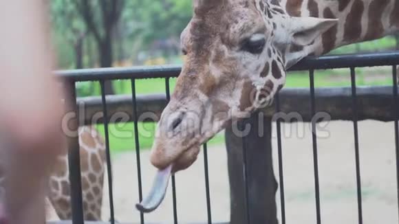 动物园里用舌头可爱的长颈鹿媒体动物园里美丽的长颈鹿把舌头伸到绿叶手里视频的预览图