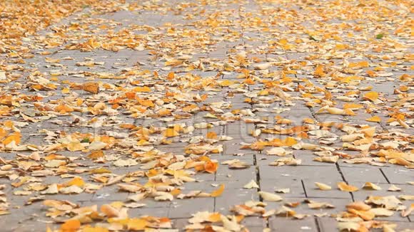 城市公园小径上秋天的金叶视频的预览图