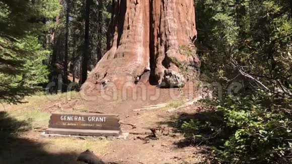 加利福尼亚红杉国家公园格兰特将军树从下到上拍摄视频的预览图