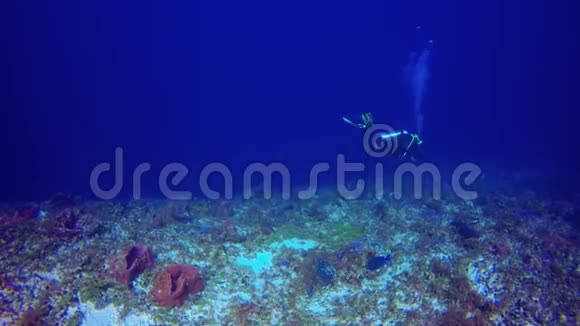 蓝塘鱼与潜水员在科祖梅尔附近的水域视频的预览图