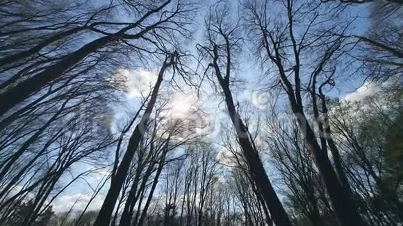 背景树枝倚蓝天从下往上看视频的预览图
