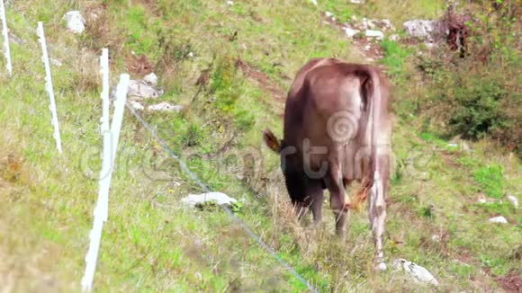 牛群在绿山上放牧的棕色奶牛风天视频的预览图