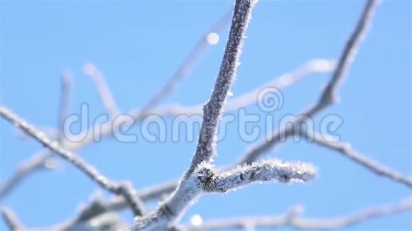 严寒中苹果树树枝上的霜视频的预览图