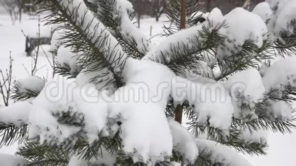 合上覆盖霜雪的松树视频的预览图