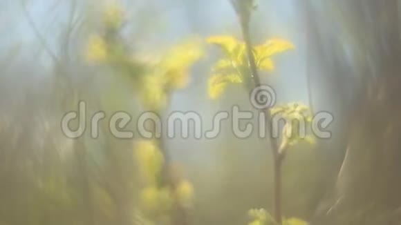 黄丛花浪漫软视频视频的预览图