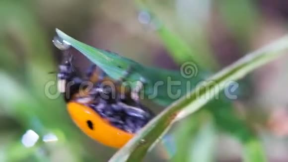 橙色瓢虫在草地特写镜头上狂奔视频的预览图