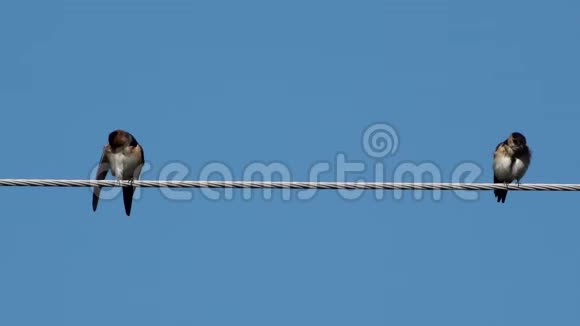两只燕子在高压电缆上伸展视频的预览图