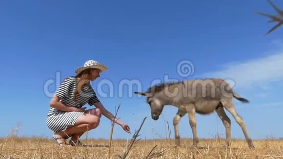 小驴儿在夏天被一个年轻的女人喂着视频的预览图