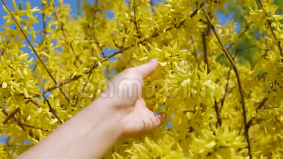 女人手抚连翘盛开的黄色花朵视频的预览图