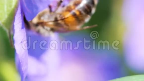 蜜蜂授粉紫罗兰花特写宏慢动作视频的预览图
