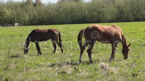 在一个阳光明媚的夏天许多灰褐色的马在森林的田野上自由地放牧视频的预览图