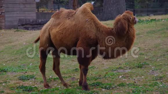 站在悍马上的动物BactrianCamelusBactrianus的侧面视图视频的预览图