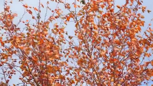 红叶和小果的秋树视频的预览图
