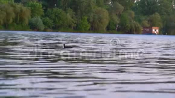 孤独的鸭子在城市海峡的水面上漂浮视频的预览图