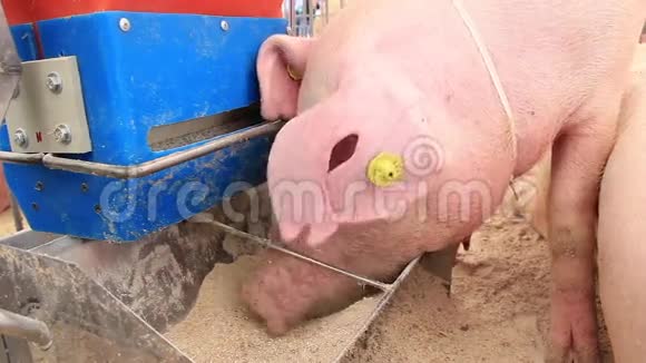 小猪吃视频的预览图