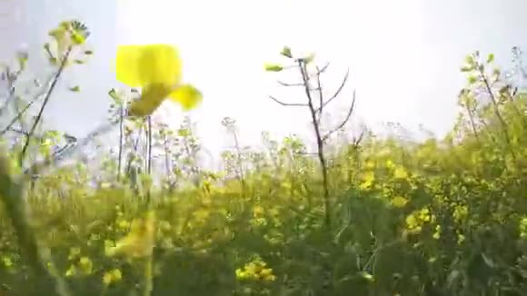 漫步在一片盛开的油菜田里视频的预览图
