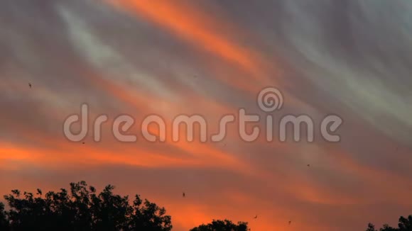 慢动作在粉红云飞海鸥的背景下划过天空视频的预览图