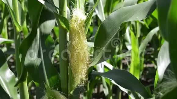 一种年轻的玉米甜玉米作物视频的预览图