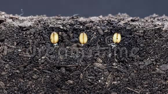 从土壤中生长的小麦植物视频的预览图