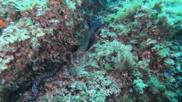 海底野生动物珊瑚礁中的大型海鳗视频的预览图