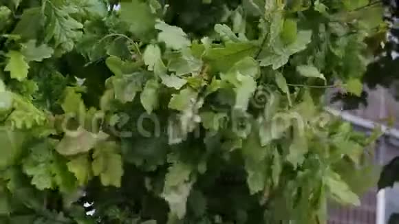 橡树在雨天视频的预览图