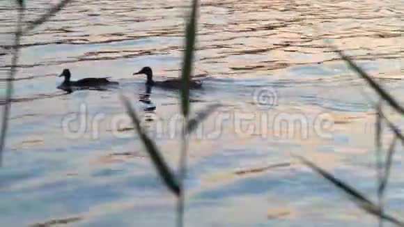 一对野鸭沿着芦苇旁边的海滩游泳视频的预览图