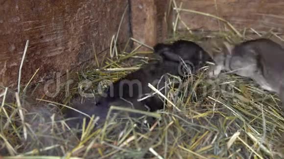 窝里的新生兔子视频的预览图