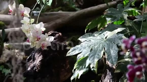兰花的花朵视频的预览图