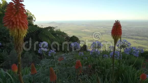 澳大利亚坎伯瓦拉夏季瞭望台前景是橙蓝两色的花朵视频的预览图